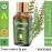 Urbaano Herbal Thyme Essential Oil for Aromatherapy Natural & Pure | 20ml