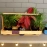 Barish Handcrafted Decor Table Top Planter Wooden Frame | Rubberwood